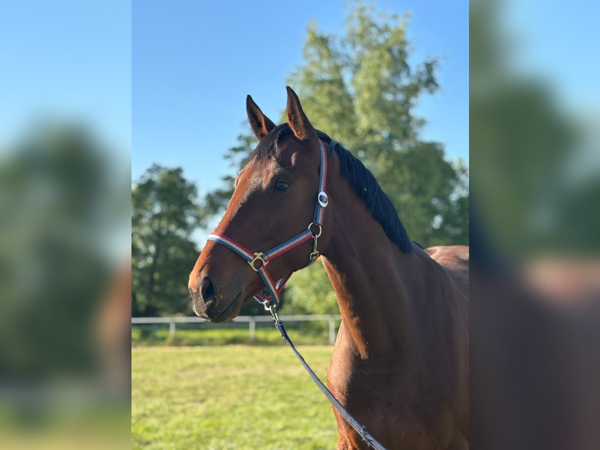 Holstein Gelding 3 years 16,2 hh Brown in Diepholz