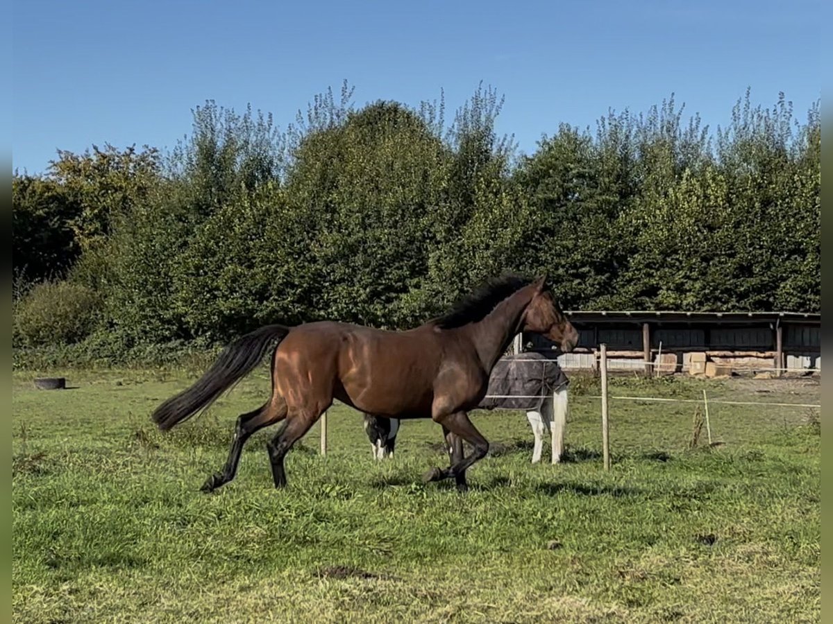 Holstein Gelding 3 years 16,2 hh Brown in Sch&#xFC;lp bei NortorfD&#xE4;tgen
