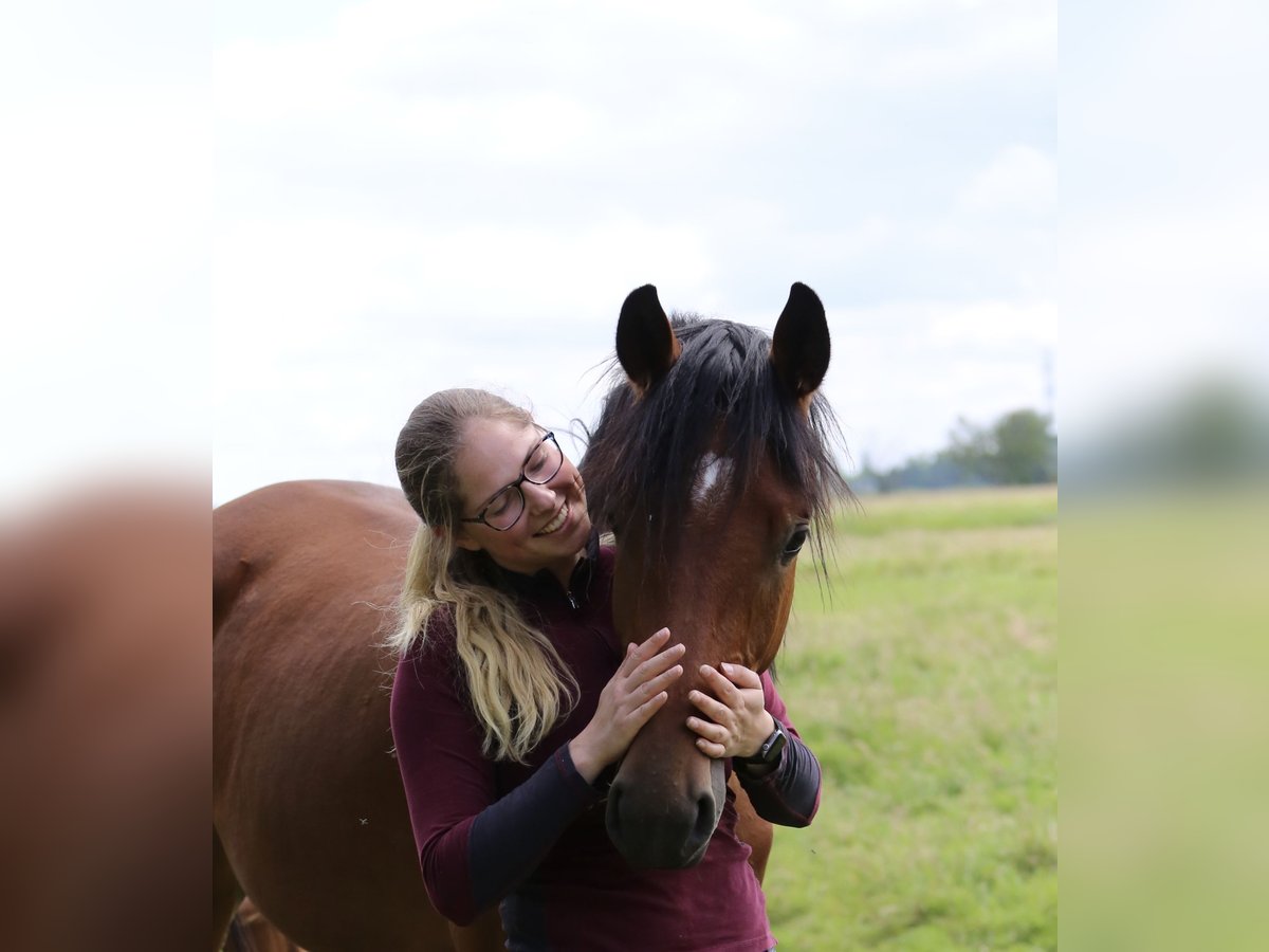 Holstein Gelding 3 years 16,3 hh Brown in Haselau