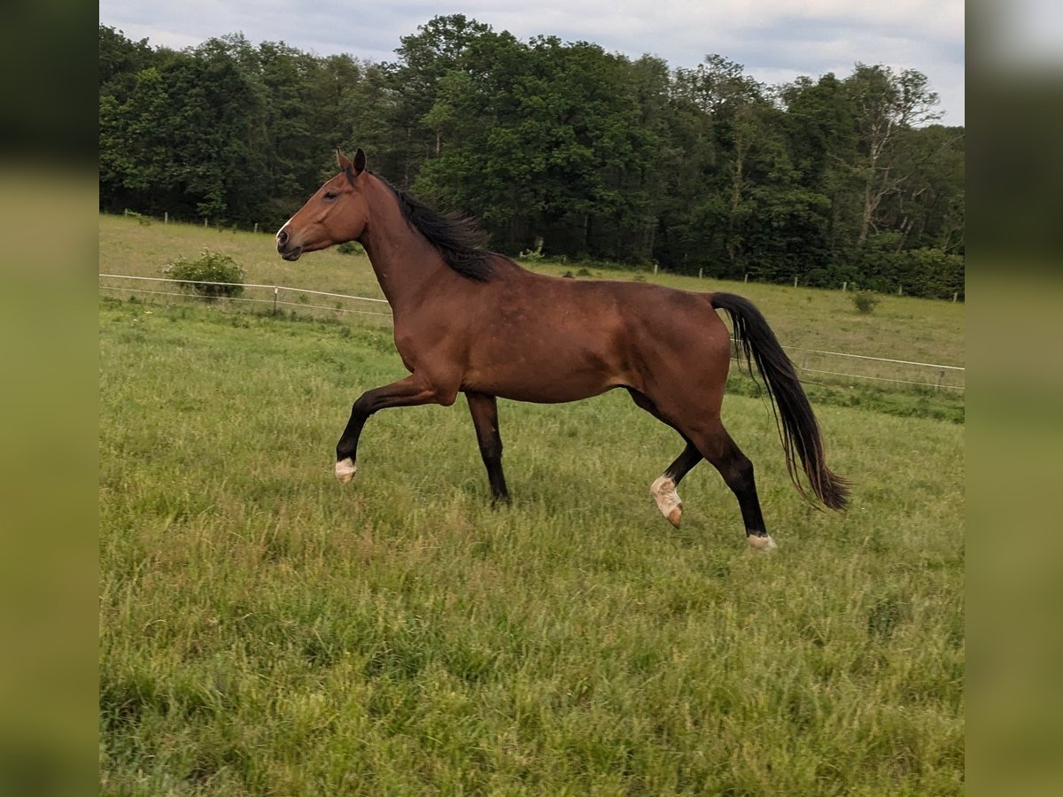 Holstein Gelding 3 years Brown in Mustin