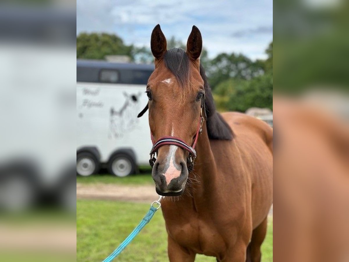 Holstein Gelding 3 years Brown in Mustin