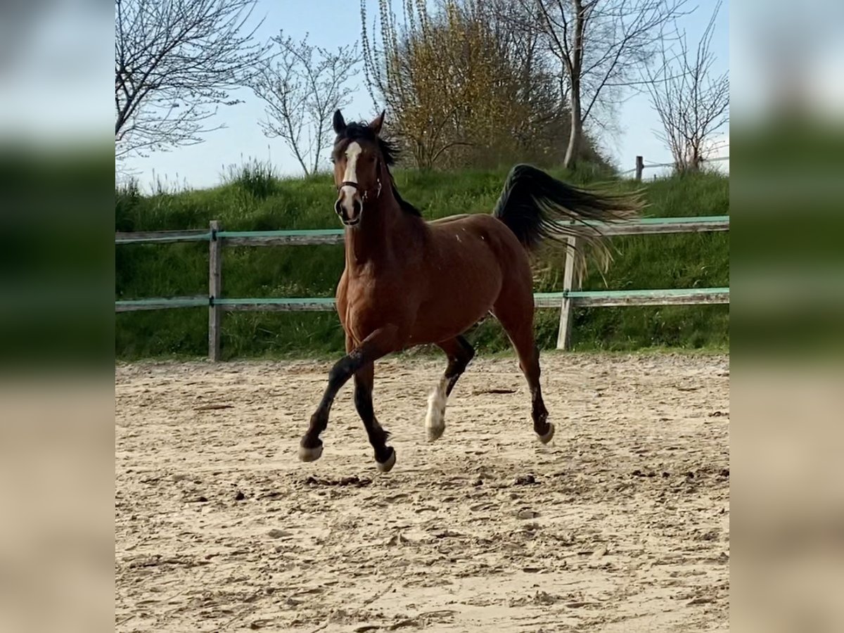 Holstein Gelding 4 years 15,2 hh Brown in Traunreut