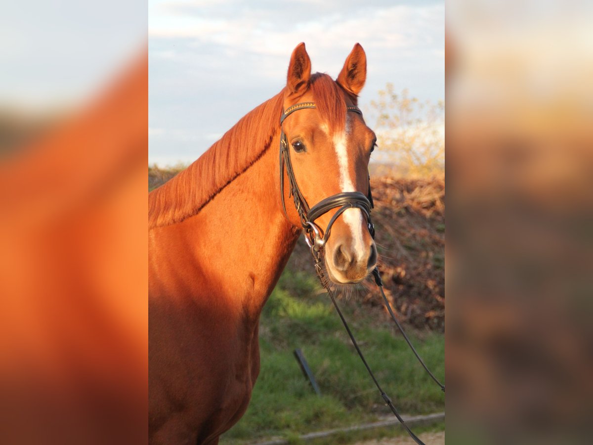 Holstein Gelding 4 years 15,2 hh Chestnut-Red in Hahnstätten