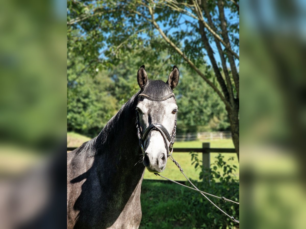 Holstein Gelding 4 years 15,2 hh Grey in Silberstedt
