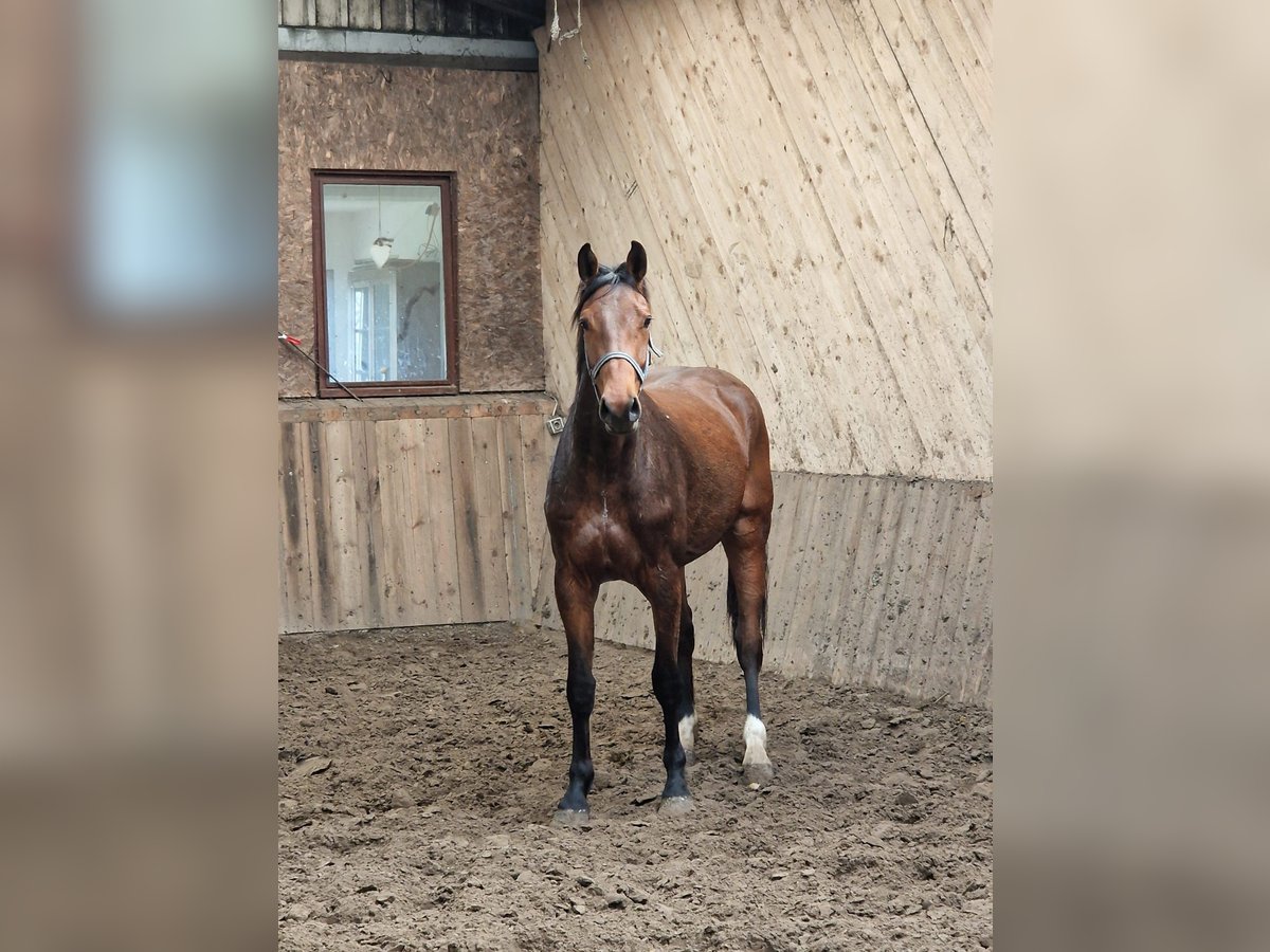 Holstein Gelding 4 years 16,1 hh Brown in Sollerup