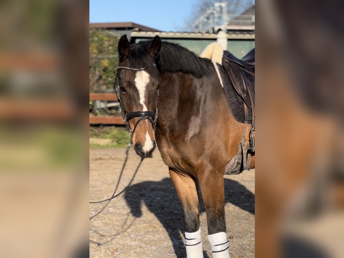 Holstein Gelding 4 years 16,2 hh Brown in Blekendorf