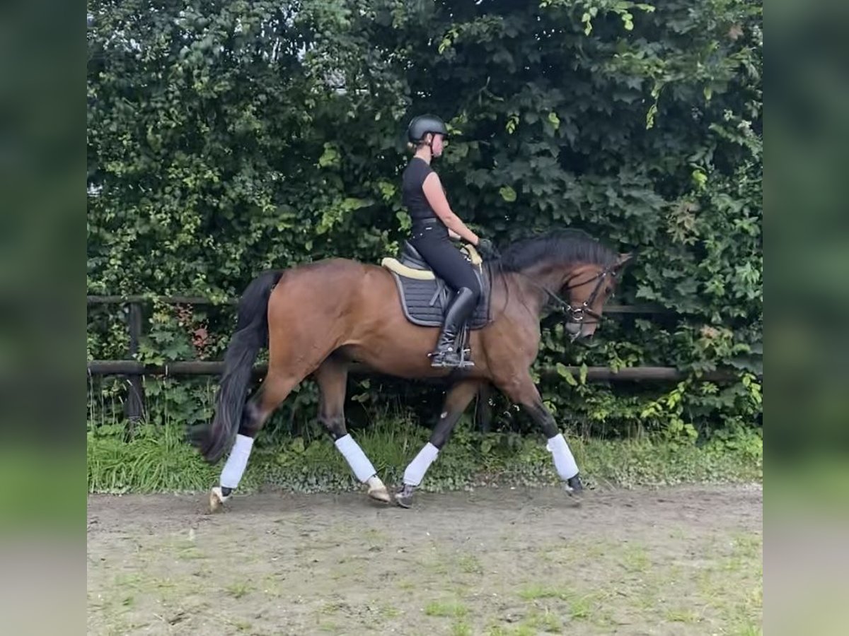 Holstein Gelding 4 years 16,2 hh Brown in Oeschebüttel