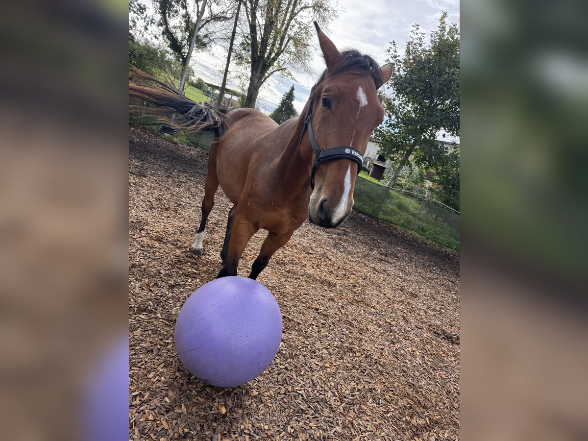 Holstein Gelding 4 years 16,2 hh Brown-Light in Hohenstein Bernloch