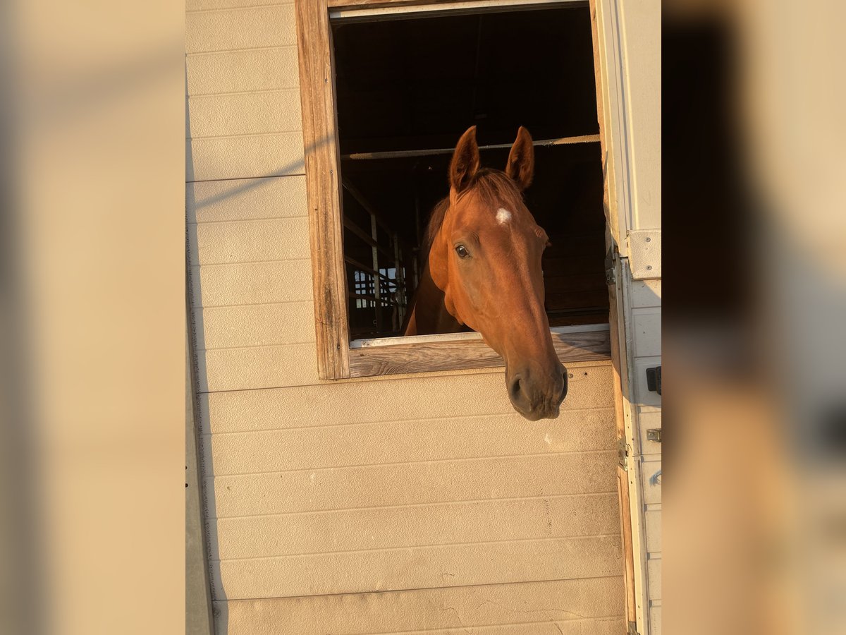 Holstein Gelding 4 years 16,2 hh Chestnut-Red in Lochen