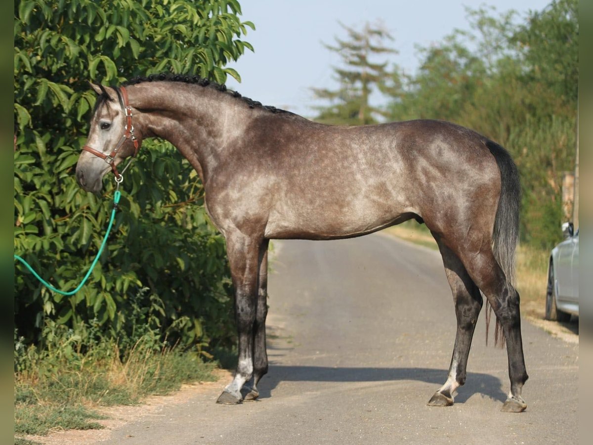 Holstein Gelding 4 years 16,2 hh Gray in Budapest