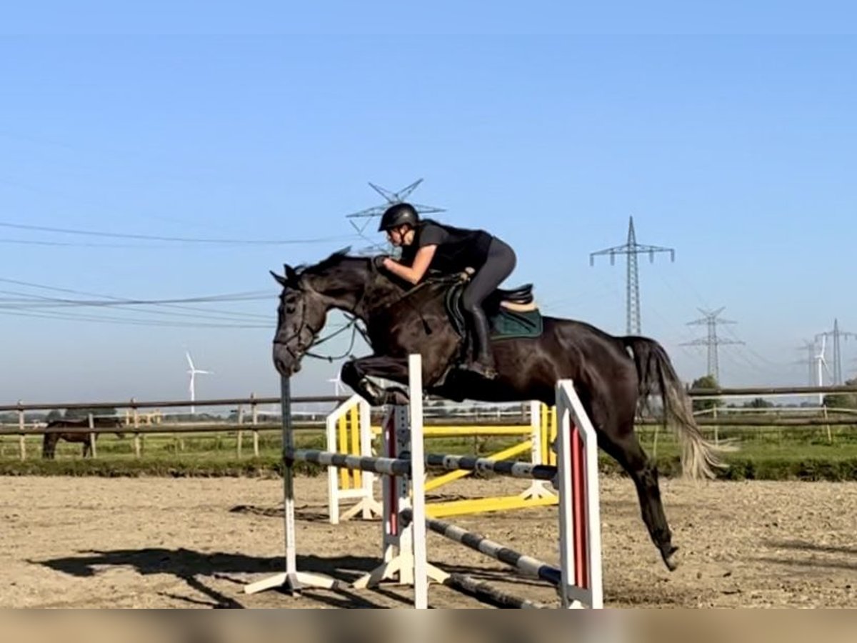 Holstein Gelding 4 years 16,2 hh Gray in Seester