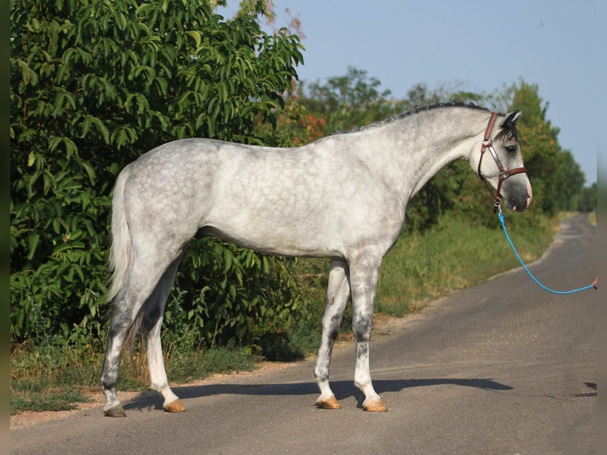 Holstein Gelding 4 years 16,2 hh in Budapest