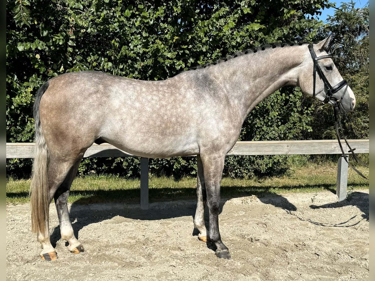 Holstein Gelding 4 years 16,3 hh Gray in Süderlügum