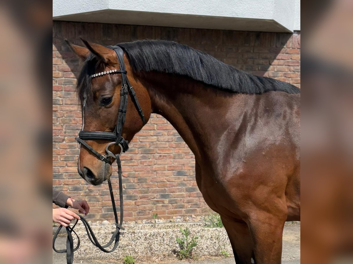 Holstein Gelding 4 years 16 hh Bay-Dark in Niederkassel