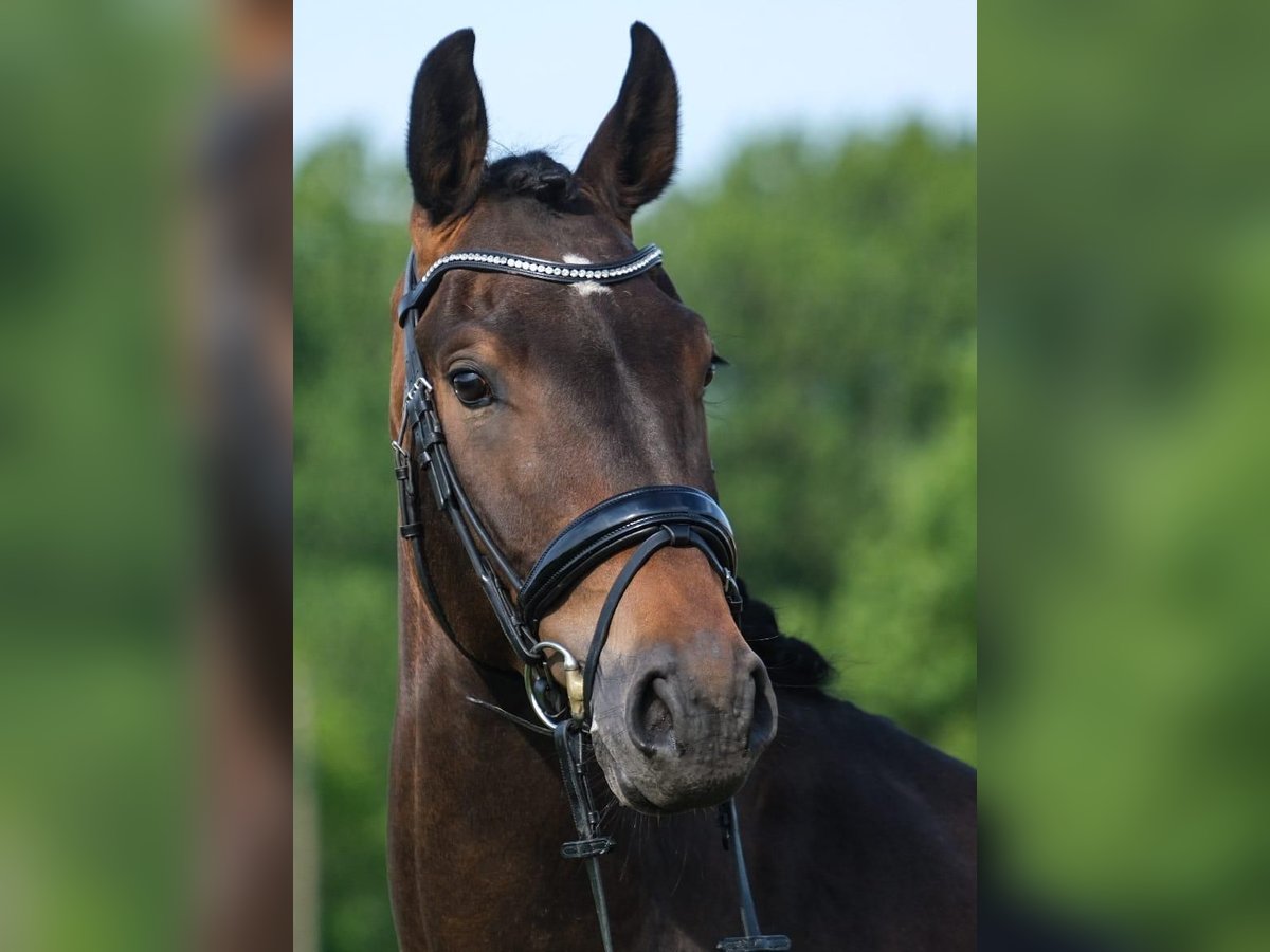 Holstein Gelding 4 years 16 hh Brown in R&#xF6;dinghausen