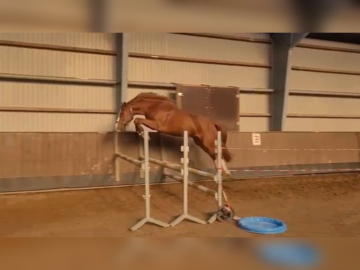 Holstein Gelding 4 years 16 hh Chestnut-Red in Bad Segeberg Holstein Gelding 4 years 16 hh Chestnut-Red in Bad Segeberg