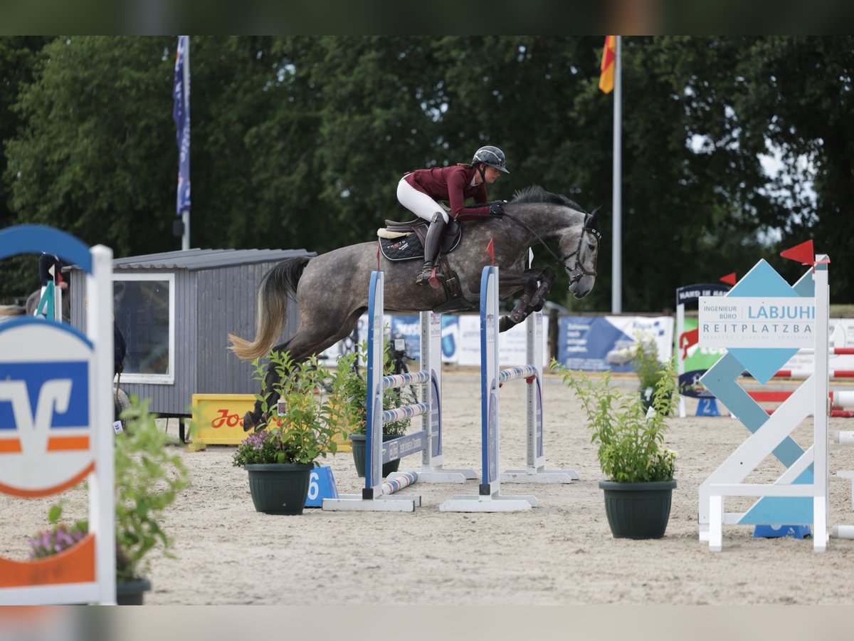 Holstein Gelding 4 years 16 hh Grey in Preetz