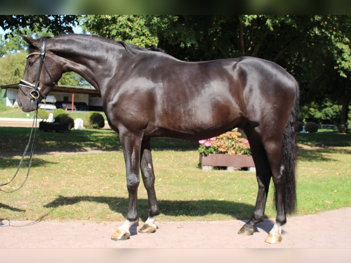 Holstein Gelding 4 years 16 hh Smoky-Black in Kayhude