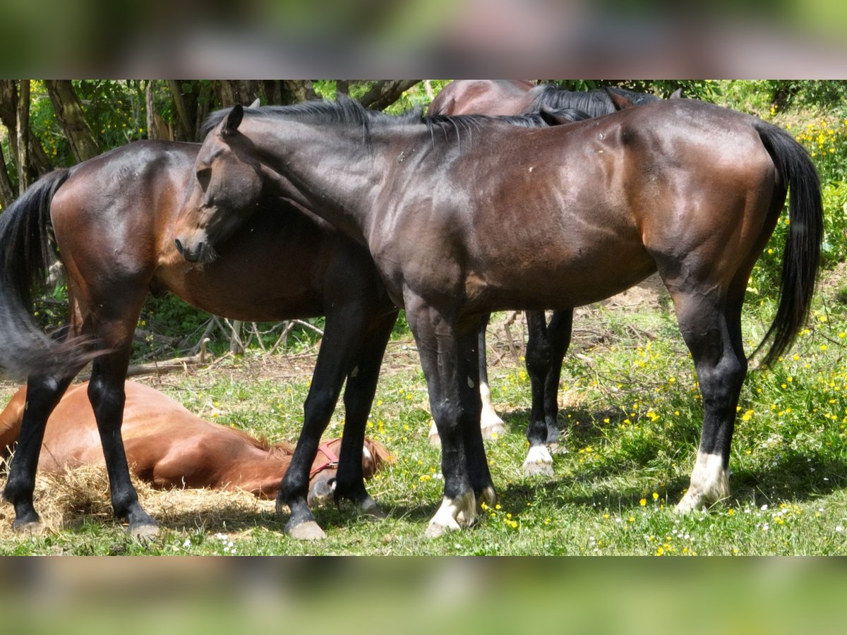 Holstein Mix Gelding 4 years 16,1 hh Bay-Dark in Couiza
