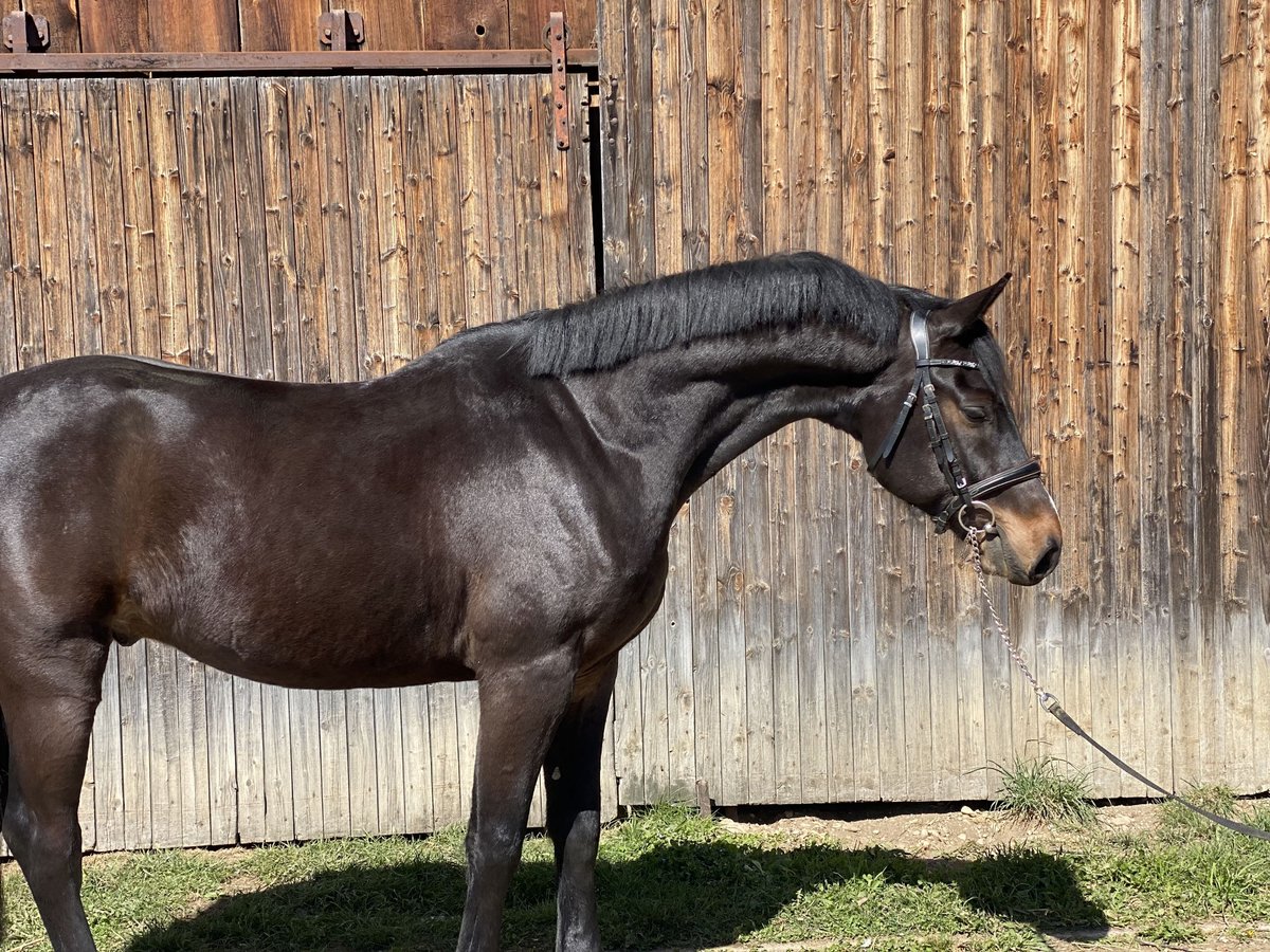 Holstein Gelding 4 years 16,1 hh Bay-Dark in Traunreut