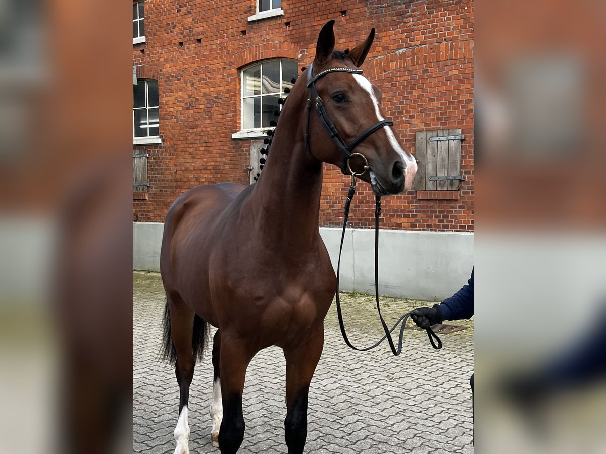 Holstein Gelding 4 years 16,1 hh Brown in Averlak
