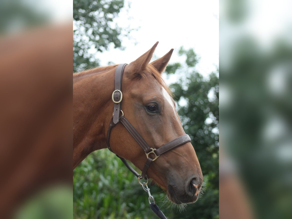 Holstein Gelding 4 years 16,1 hh Chestnut-Red in Lindewitt