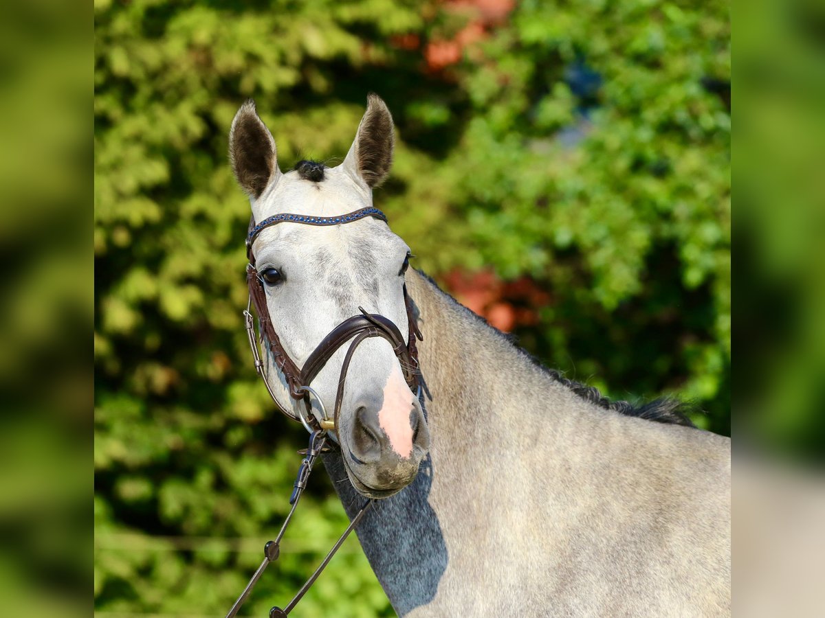 Holstein Gelding 4 years 16,1 hh Gray in Haselau