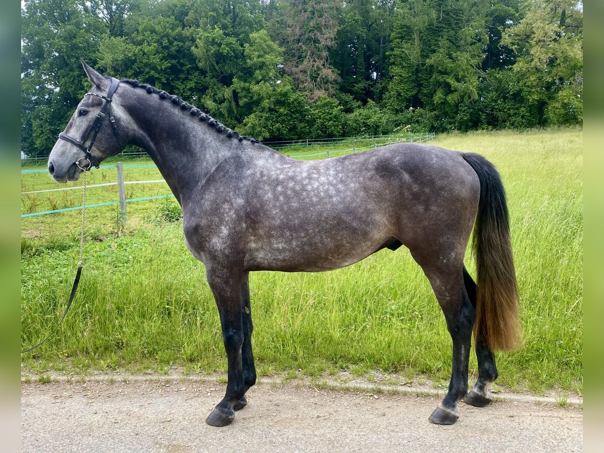 Holstein Gelding 4 years 16,1 hh Grey-Dark-Tan in Traunreut