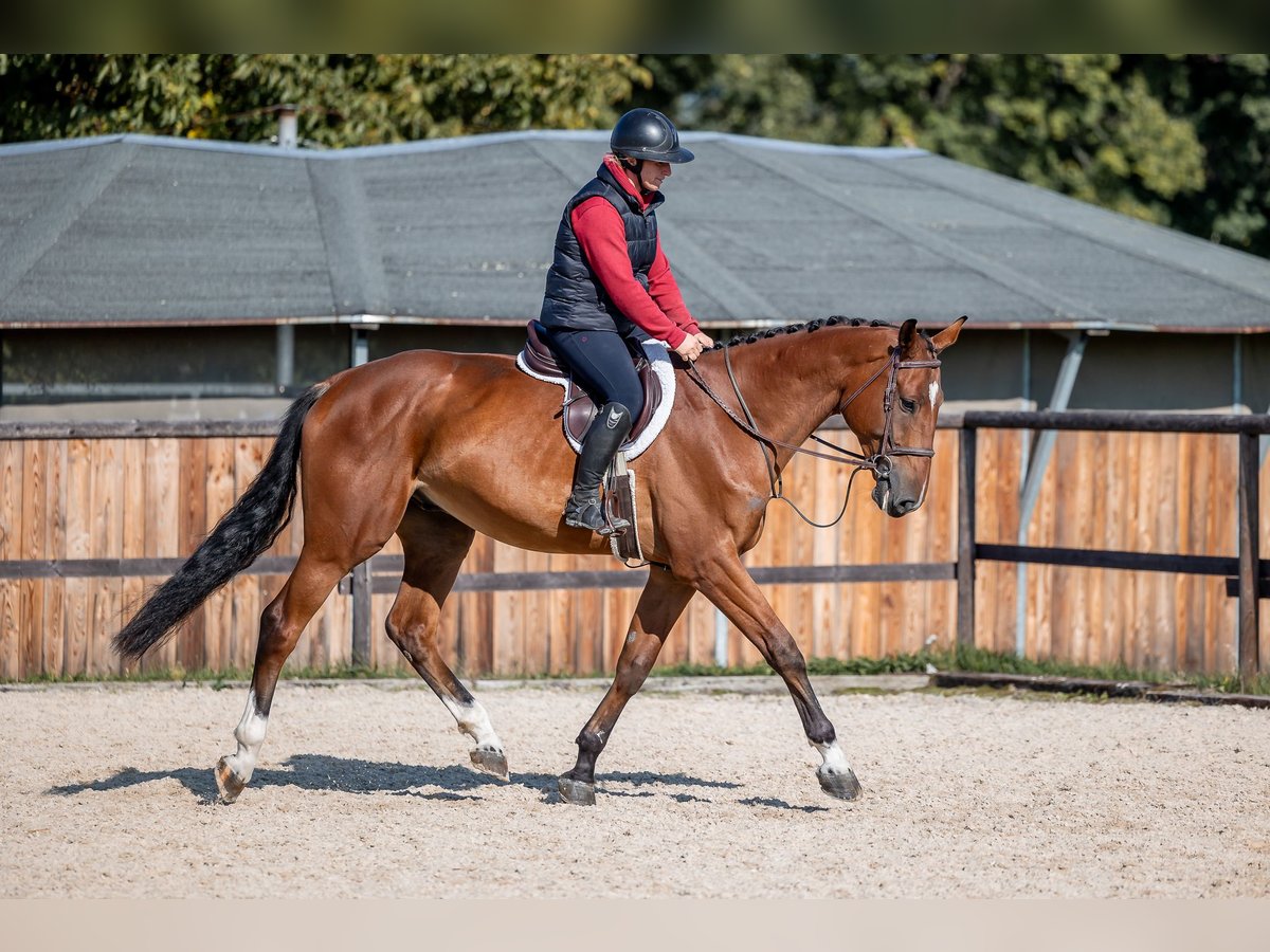 Holstein Gelding 4 years 16,2 hh Bay in Zduchovice