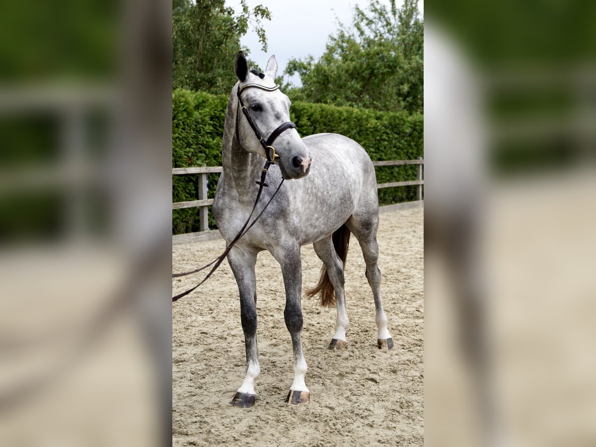 Holstein Gelding 4 years 16,3 hh Gray in Lohne (Oldenburg)
