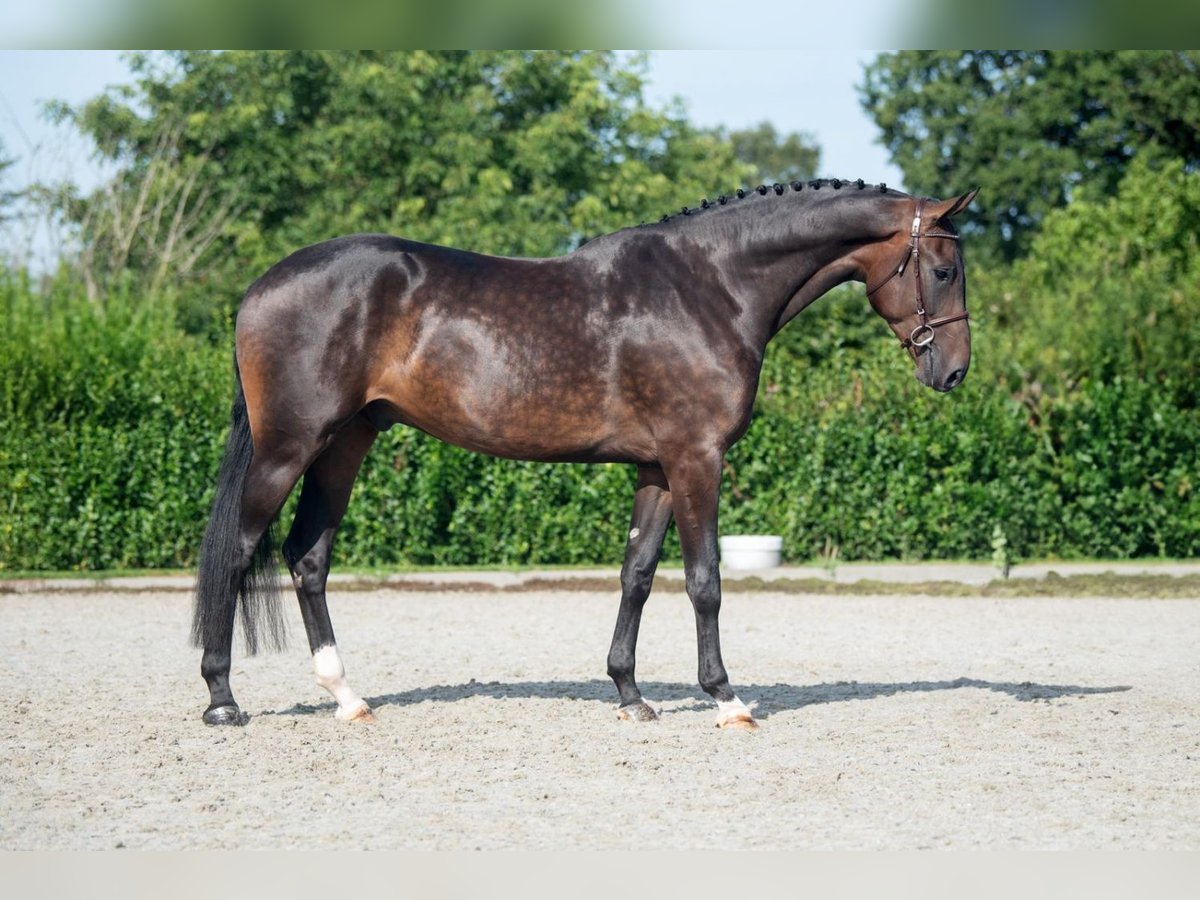 Holstein Gelding 4 years 17,1 hh Brown in Bladel