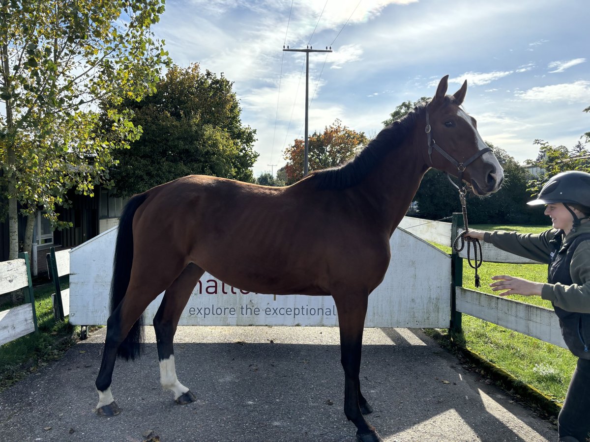 Holstein Gelding 4 years 17 hh Brown in Loßburg