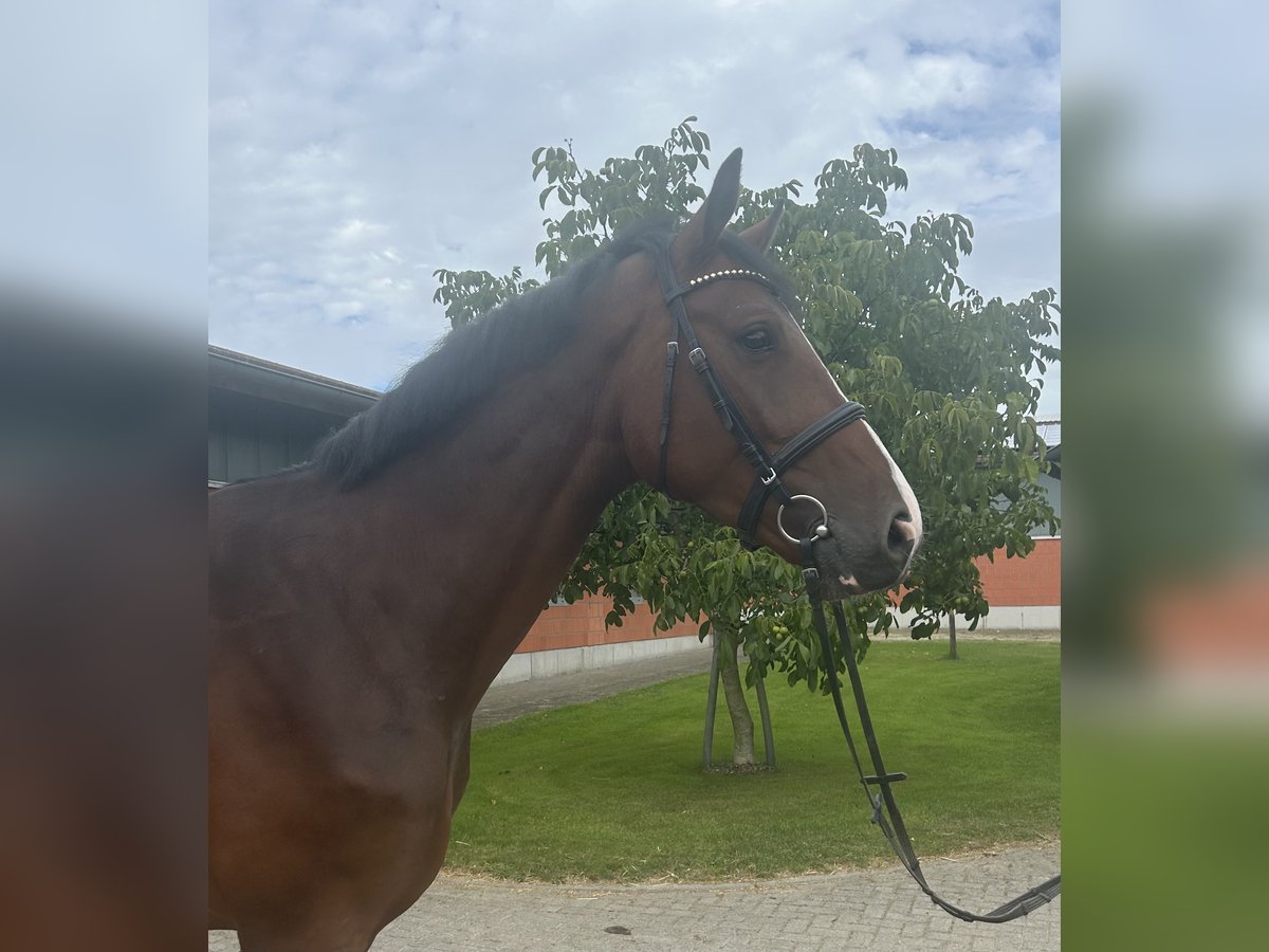 Holstein Gelding 4 years 17 hh Brown in Bargenstedt