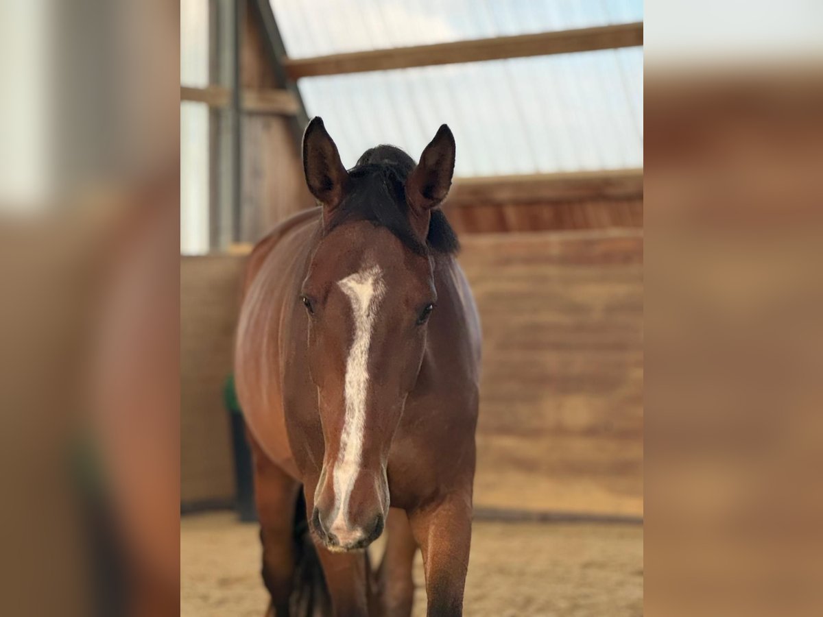 Holstein Gelding 4 years 17 hh Brown in Chemnitz