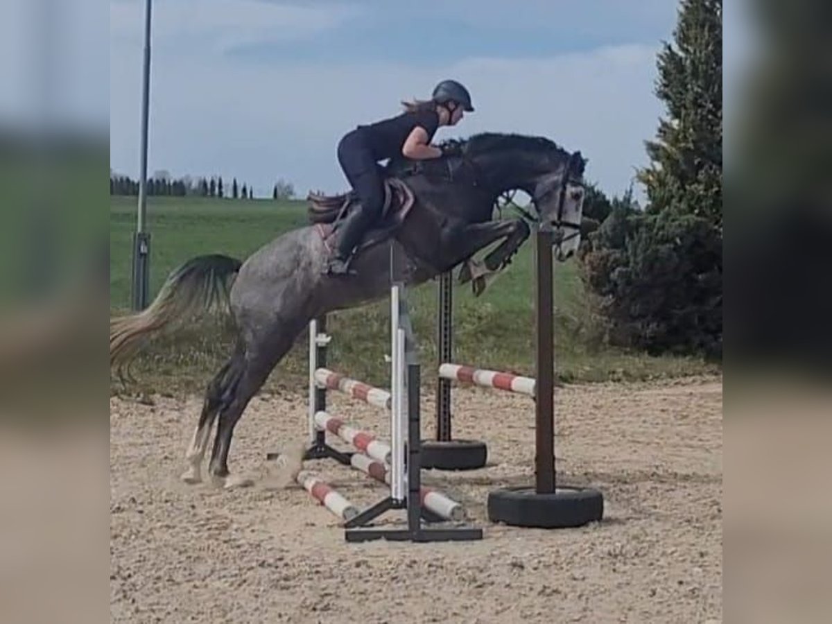 Holstein Gelding 4 years 17 hh Gray in Chemnitz
