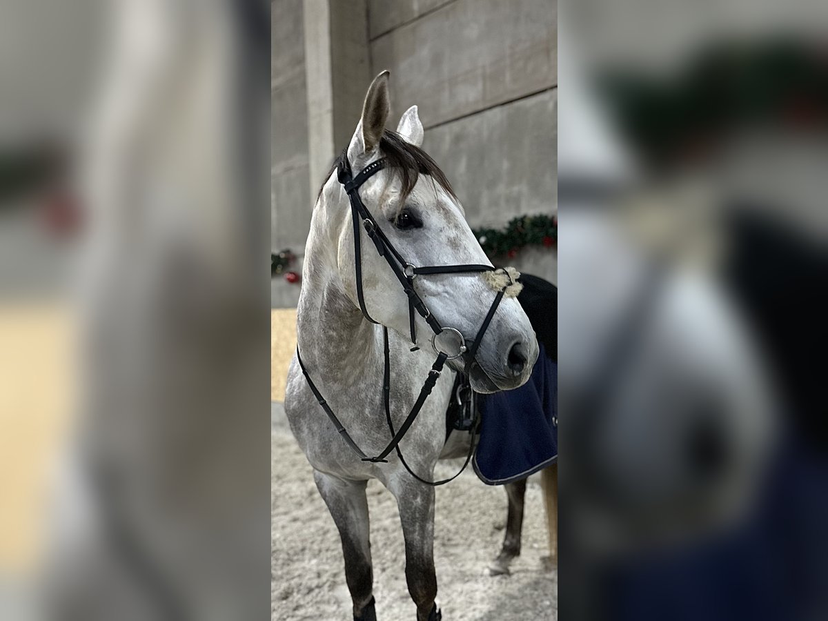 Holstein Gelding 4 years 17 hh Gray in Prague