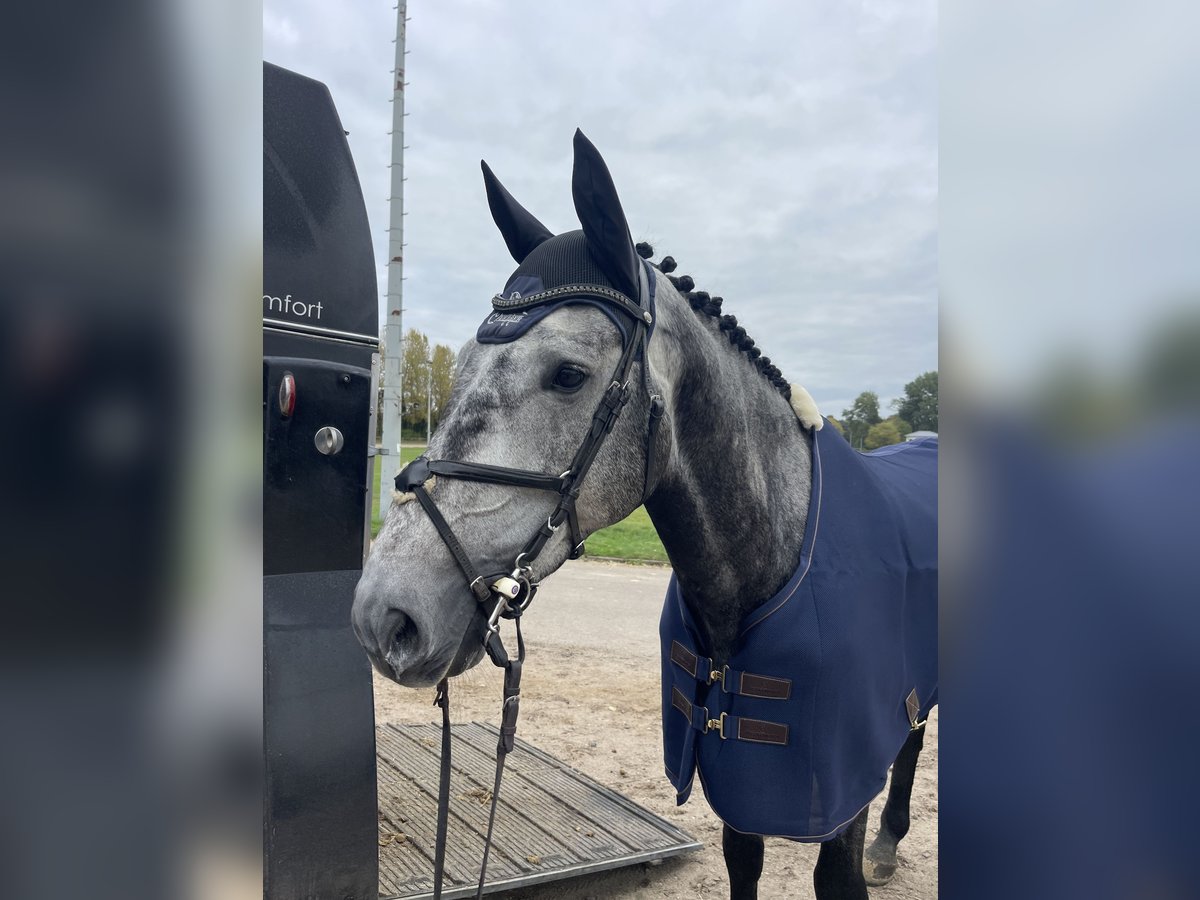 Holstein Gelding 4 years 17 hh Grey-Dapple in Westensee