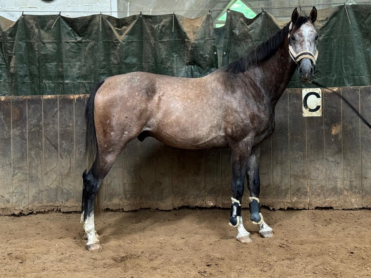 Holstein Gelding 4 years 17,1 hh Grey-Red-Tan in Burg Dithmarschen