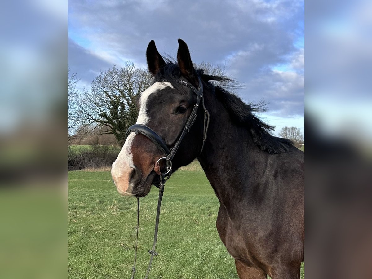 Holstein Gelding 4 years Brown in Tüttendorf