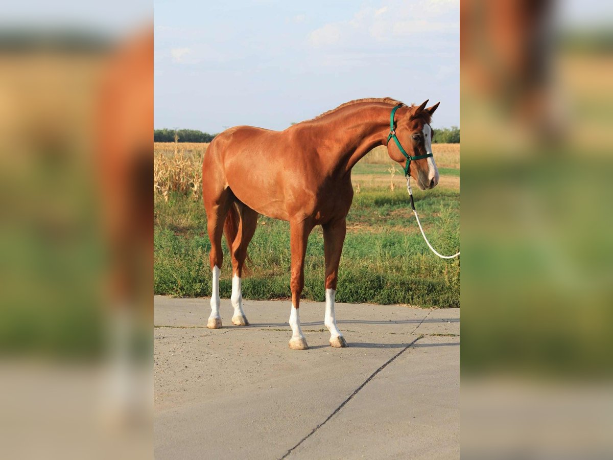 Holstein Gelding 4 years Chestnut in Kecskemet