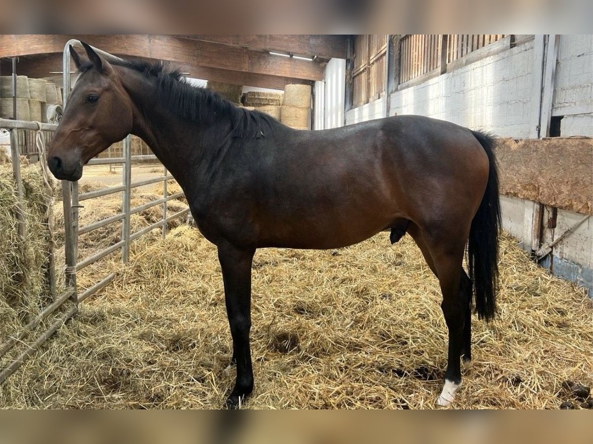 Holstein Gelding 5 years 15,3 hh Brown in Eiterfeld