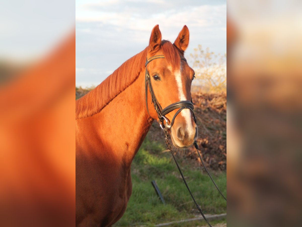 Holstein Gelding 5 years 15,2 hh Chestnut-Red in Hahnstätten