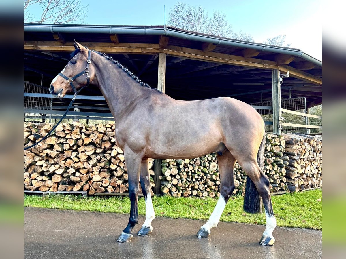 Holstein Gelding 5 years 16,1 hh Brown in Sangerhausen