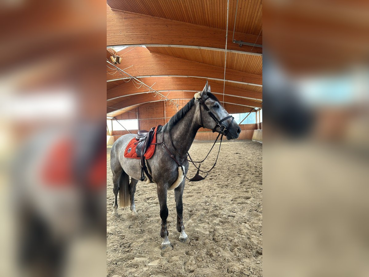 Holstein Gelding 5 years 16,1 hh Gray-Dapple in Frankfurt am Main