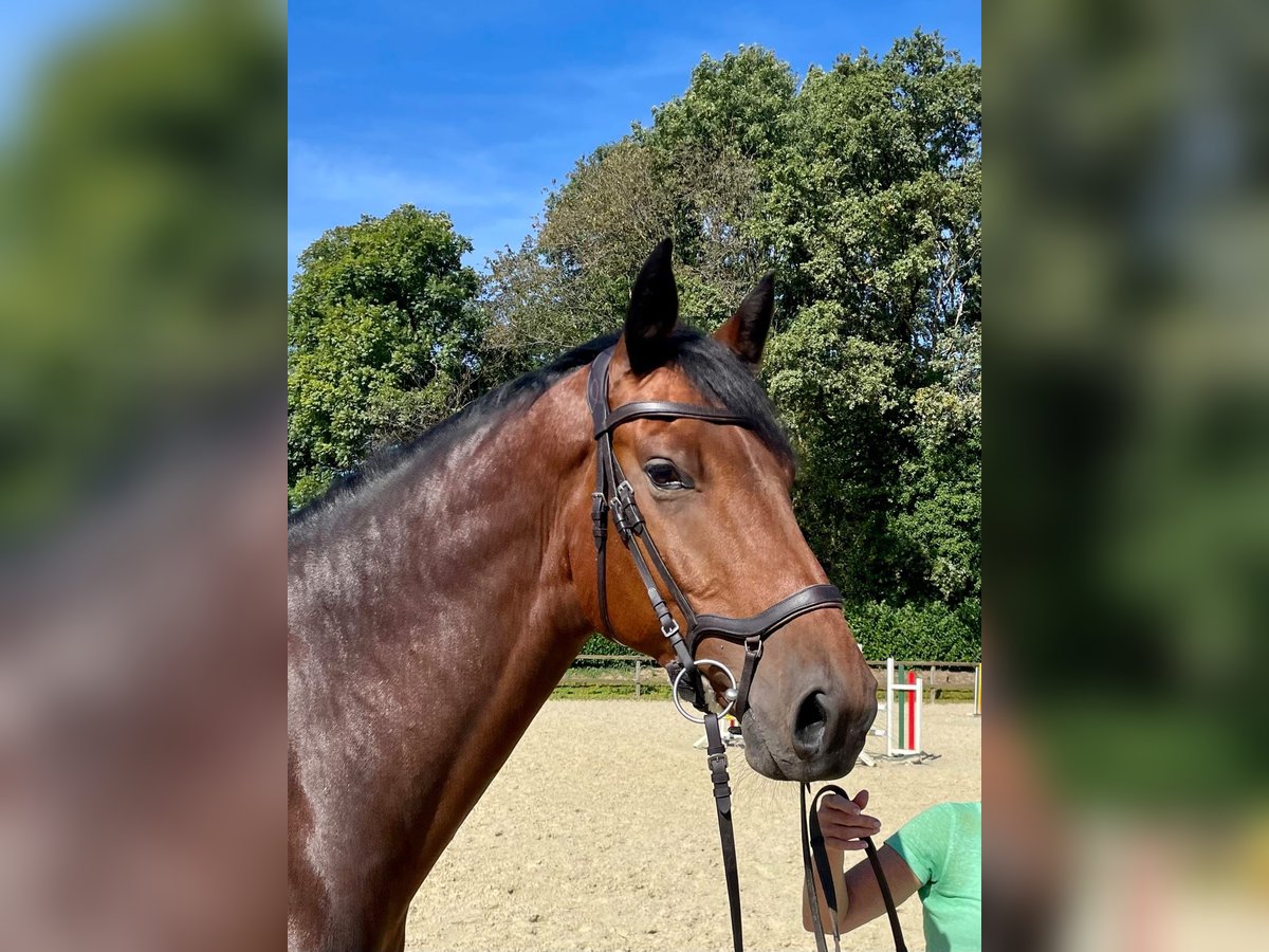 Holstein Gelding 5 years 16,2 hh Brown in Remscheid