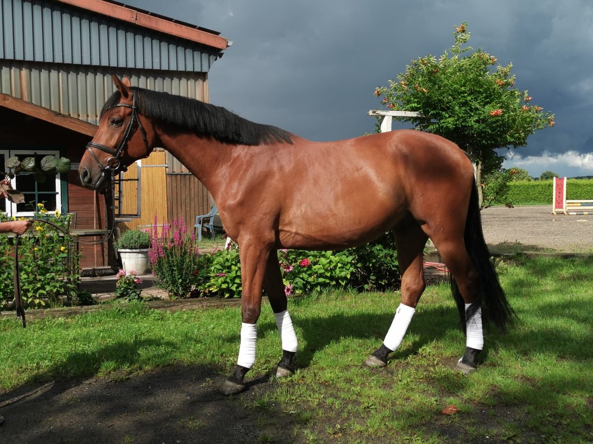 Holstein Gelding 5 years 16,2 hh Brown in Langwedel