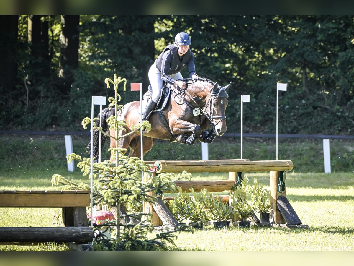 Holstein Gelding 5 years 16,2 hh Brown in Schenklengsfeld