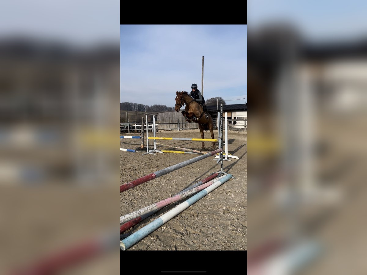 Holstein Gelding 5 years 16,2 hh Chestnut-Red in Lochen