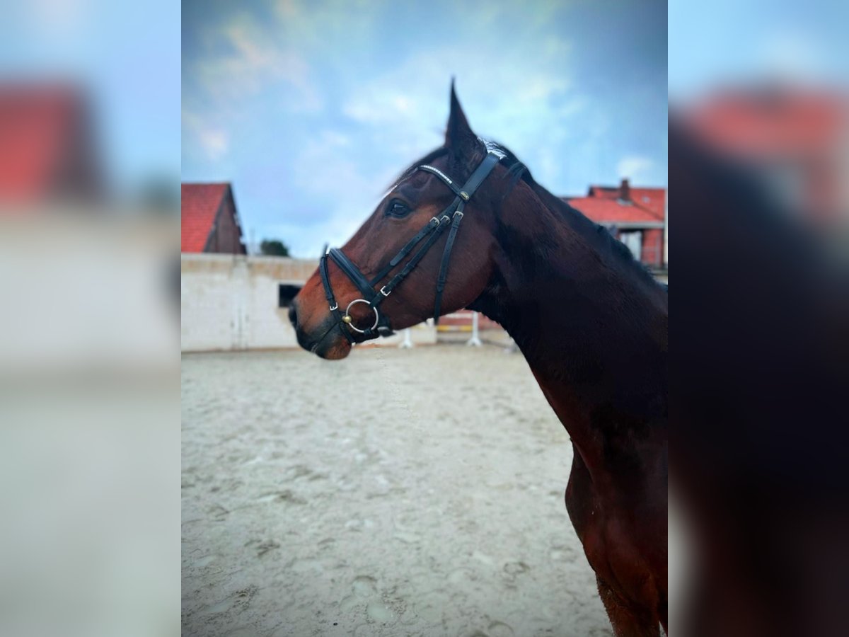 Holstein Gelding 5 years 16,3 hh Bay-Dark in Rehburg-Loccum Münchehagen