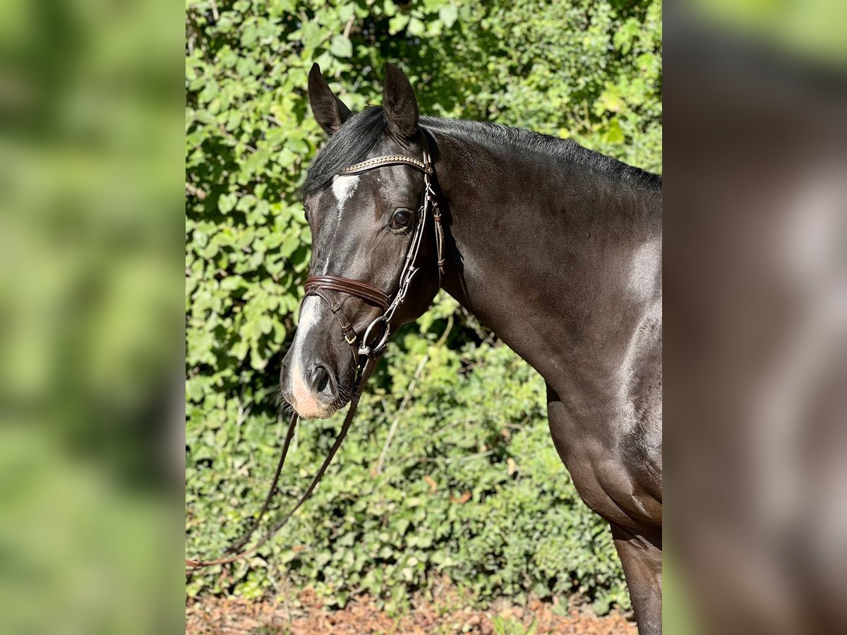 Holstein Gelding 5 years 16,3 hh Black in Westensee